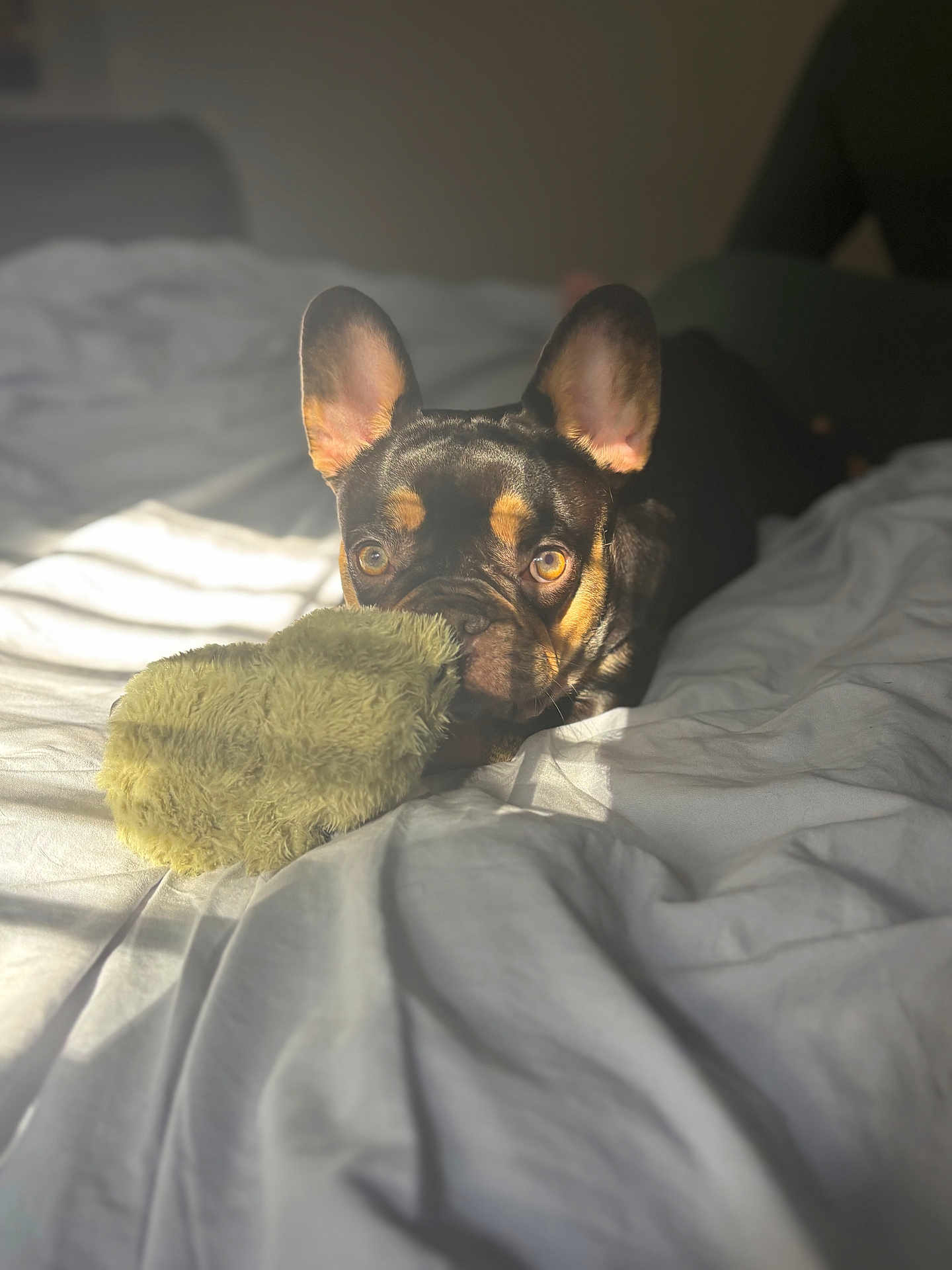 Java is registered to the contest to win money with this photo: bed, bedding, blanket, cozy, dog, ears, eyes, french_bulldog, fur, golden_eyes, indoor, muzzle, pet, playing, plush_toy, portrait, shadow, sunlight, toy, wrinkled_face