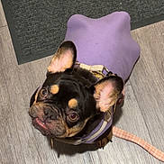 Java joined the competition — help win amazing prizes! animal, collar, cute, dog, doormat, ears_up, french_bulldog, harness, indoor, leash, light_shadows, looking_up, paws, pet, portrait, purple_sweater, small_dog, underbite, wood_floor, wrinkled_face