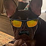 ar_filter, big_ears, carpet, close_up, dog, fake_mustache, floor, french_bulldog, furniture, human_arm, indoor, living_room, paws, pet, portrait, relaxed, rug, sunglasses, tattoo, trash_can