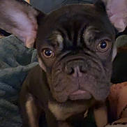 Bourbon is registered to the contest to win money with this photo: blanket, brown, close_up, couch, cozy, curious, dog, ears, eyes, french_bulldog, furniture, indoor, living_room, nose, paw, pet, portrait, puppy, sitting, wrinkled_face