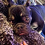 blanket, close_up, couch, cozy, cute, dog, ears, eyes, face, french_bulldog, hand, human_hand, indoor, low_light, muzzle, pet, plush_blanket, sleeping, tongue, wrinkles