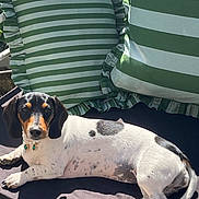 Bowie a rejoint le concours — aidez-le/la à gagner de superbes lots ! dog, dachshund, pet, animal, lying_down, black_and_white, spots, cushions, green_stripes, sunlight, outdoor, necklace, jewelry, cute, relaxed, fur, ears, tail, shadow, comfort