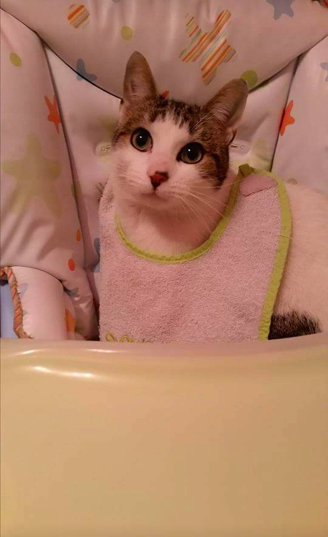 Garfield participe au concours pour gagner de l'argent avec cette photo : bag, carnivore, cat, cat_supply, collar, domestic_short_haired_cat, fashion_accessory, fawn, felidae, fur, linens, magenta, pattern, peach, pet_supply, pink, sleeve, small_to_medium_sized_cats, snout, whiskers