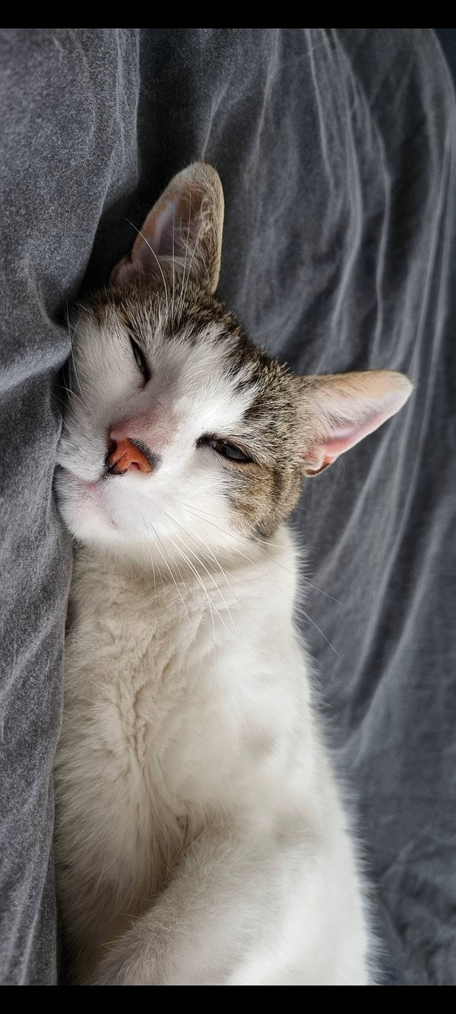 Garfield a rejoint le concours — aidez-le/la à gagner de superbes lots ! carnivore, cat, domestic_short_haired_cat, felidae, fur, paw, small_to_medium_sized_cats, snout, tail, tree, whiskers, window