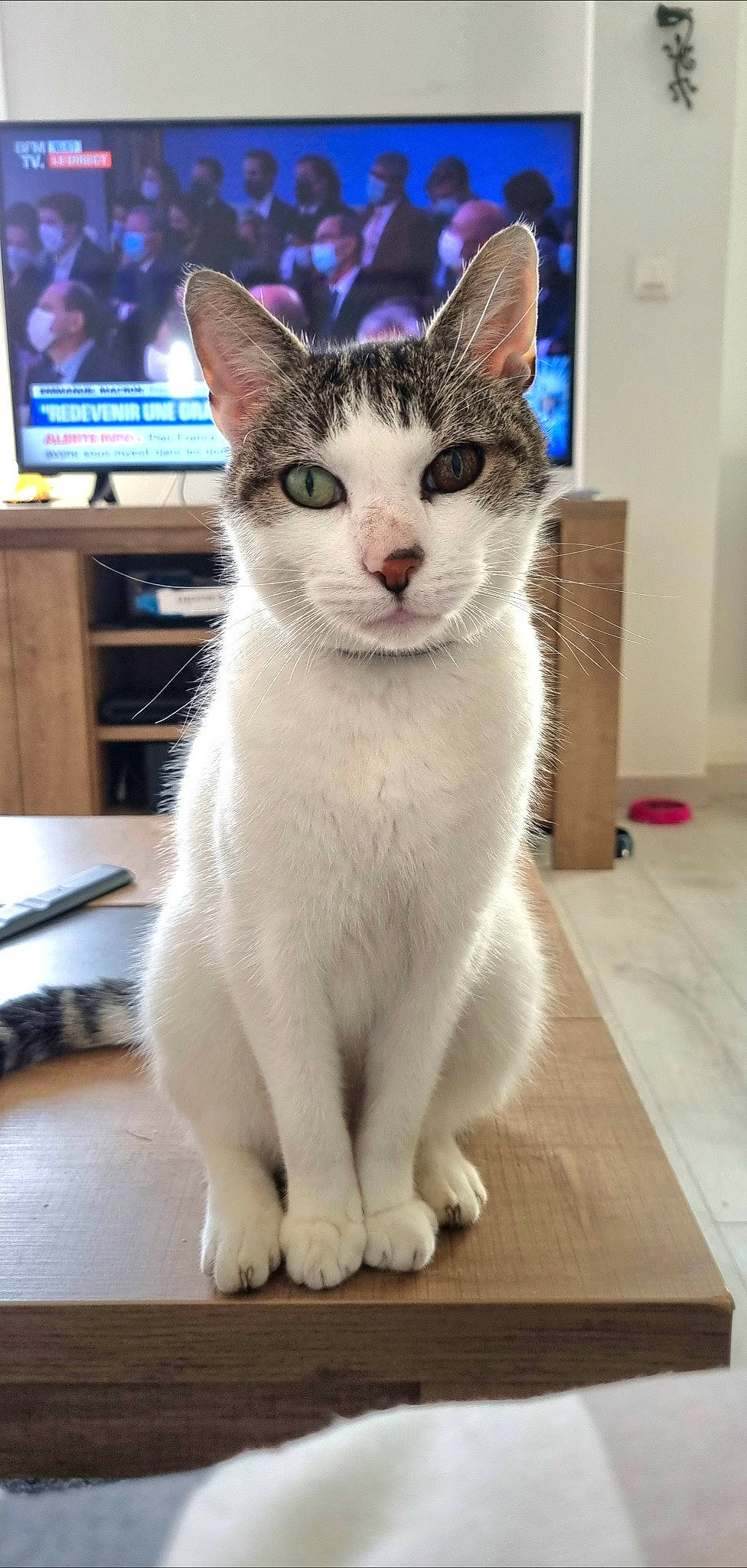 Garfield participe au concours pour gagner de l'argent avec cette photo : blue, cable_television, carnivore, cat, domestic_short_haired_cat, felidae, fur, home_appliance, led_backlit_lcd_display, paw, pet_supply, picture_frame, small_to_medium_sized_cats, snout, table, tail, television, television_set, whiskers, window