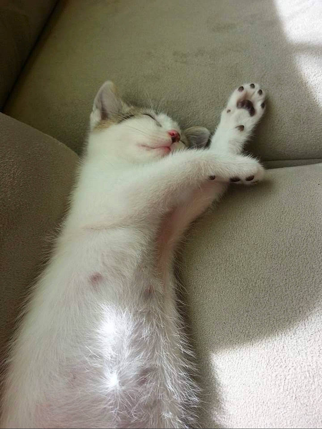 Garfield participe au concours pour gagner de l'argent avec cette photo : carnivore, cat, claw, comfort, devon_rex, domestic_short_haired_cat, fawn, felidae, foot, fur, gesture, grey, human_leg, nail, paw, small_to_medium_sized_cats, snout, tail, toe, whiskers