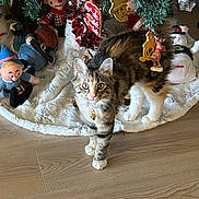 Luna is registered to the contest to win money with this photo: kitten, cat, tabby, collar, bell, floor, wood_floor, christmas_tree, tree_skirt, plush_toys, decorations, holiday, festive, indoor, pet, curious, animal, cute, feline, christmas