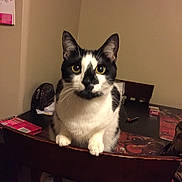 Bella joined the competition — help win amazing prizes! carnivoran, cat, cat_like_mammal, kitten, small_to_medium_sized_cats, snout, whiskers