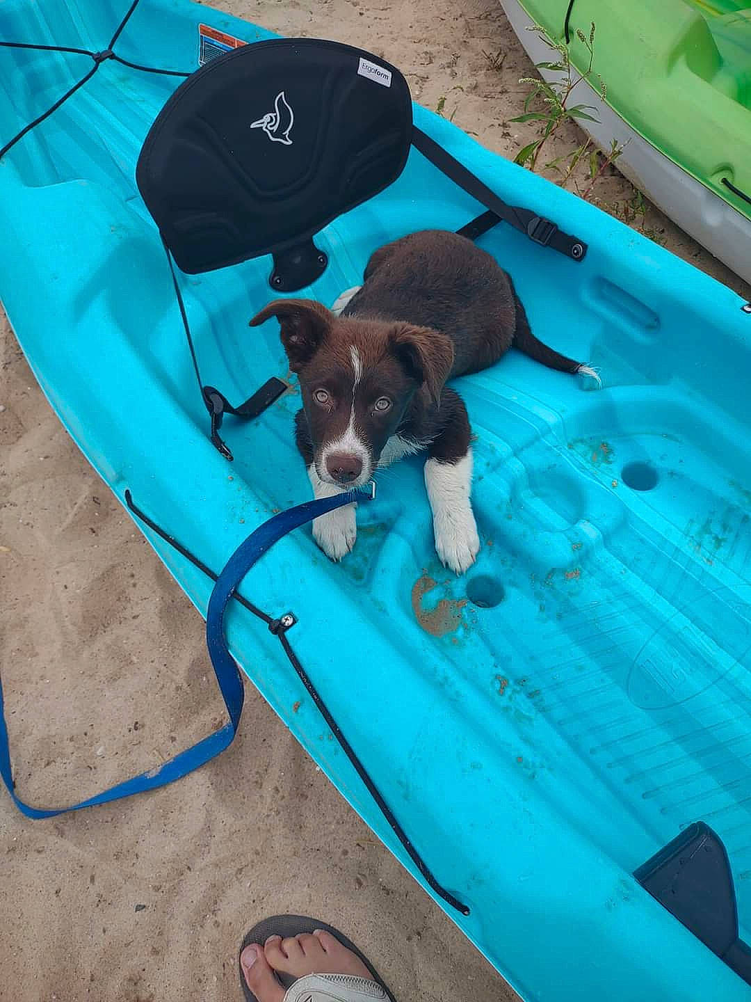 Jameson joined the competition — help win amazing prizes! aqua, blue, boats_and_boating_equipment_and_supplies, carnivore, chair, collar, companion_dog, dog, dog_breed, dog_supply, electric_blue, fawn, green, leisure, lifejacket, pet_supply, recreation, sporting_group, water, working_animal
