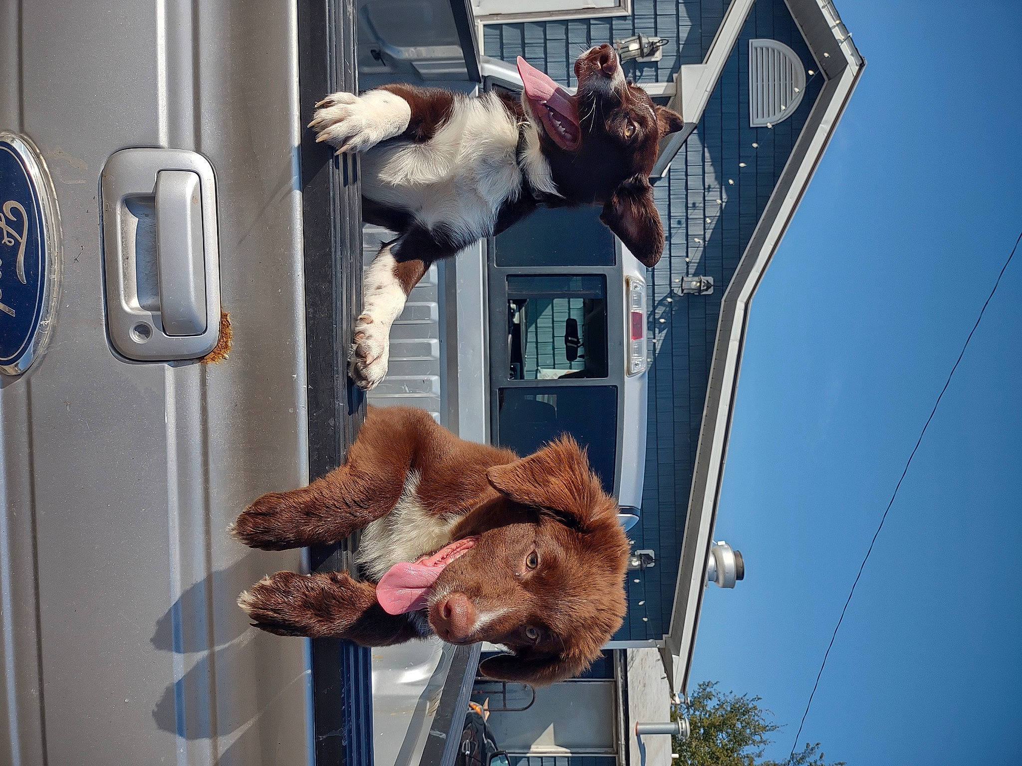 Jameson is registered to the contest to win money with this photo: automotive_exterior, automotive_lighting, car, family_car, fur, hat, metal, motor_vehicle, pole, sky, snout, sporting_group, street_light, vehicle, vehicle_door, vertebrate, window