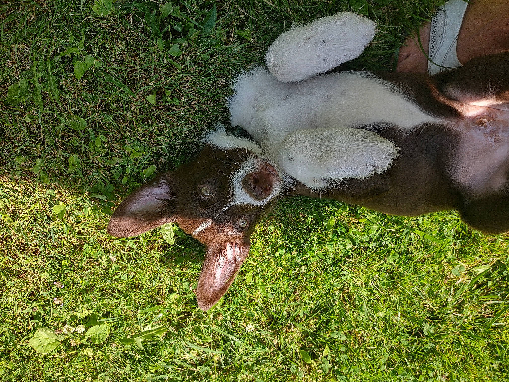 Jameson is registered to the contest to win money with this photo: canidae, carnivore, companion_dog, dog, dog_breed, fawn, fur, grass, groundcover, herbaceous_plant, liver, pasture, paw, plant, snout, sporting_group, tail, terrestrial_animal, working_animal