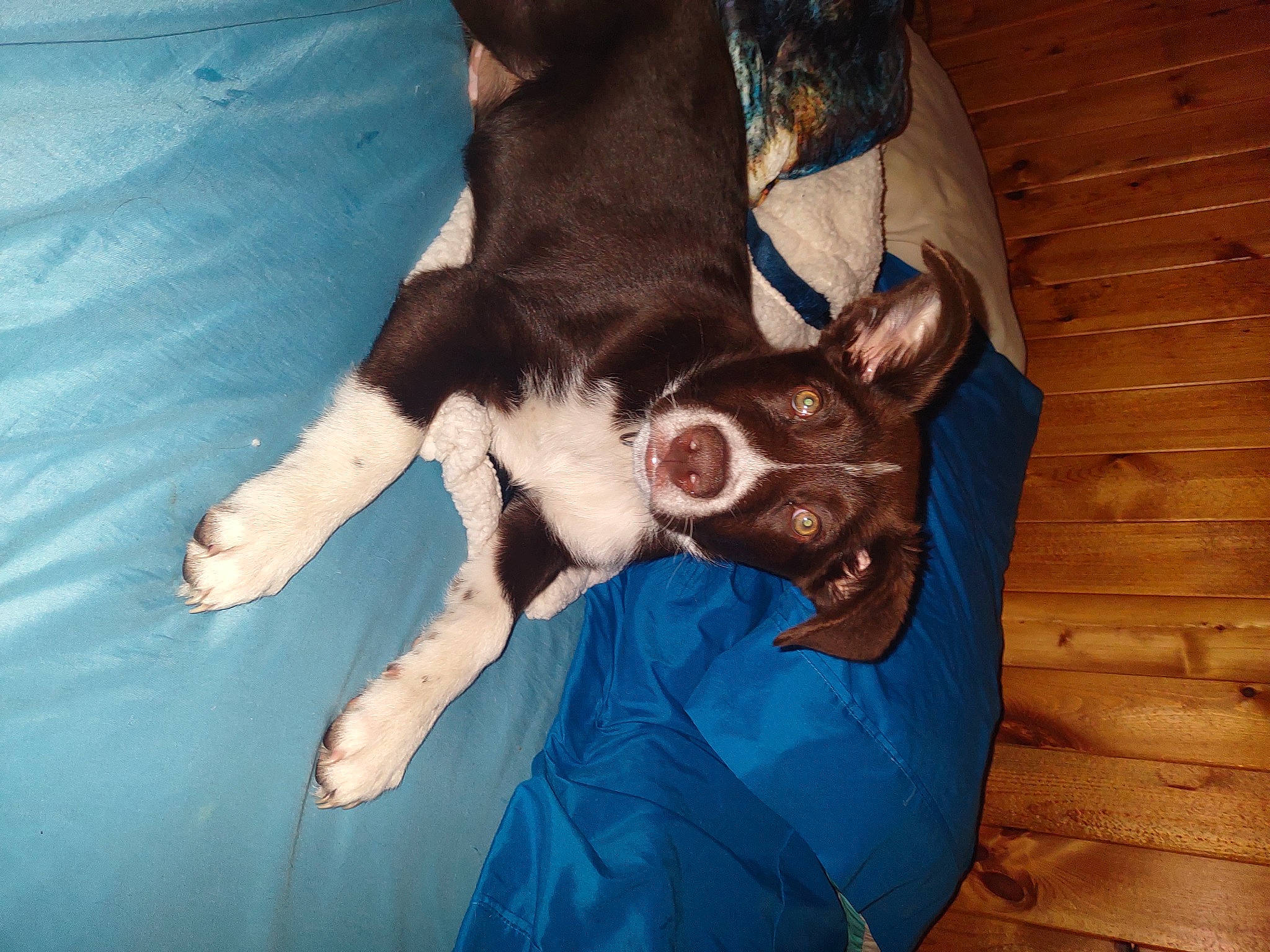 Jameson is registered to the contest to win money with this photo: canidae, carnivore, comfort, companion_dog, dog, dog_breed, electric_blue, fawn, felidae, fur, gesture, human_leg, paw, small_to_medium_sized_cats, sporting_group, toy_dog, whiskers, wood, working_animal, wrist