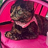 animal, cat, close_up, comfortable, cute, domestic_cat, eyes, feline, fur, harness, indoor, pet_carrier, pink, portrait, relaxed, resting, text_overlay, tortoiseshell, travel, whiskers