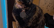 Kitty is registered to the contest to win money with this photo: animal, black, brown, cat, collar, curious, cute, domestic, feline, fur, indoor, light_switch, looking_up, orange, pet, sitting, tag, tile, tortoiseshell, whiskers
