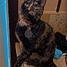 Kitty is registered to the contest to win money with this photo: cat, tortoiseshell, pet, indoor, collar, tag, light_switch, tile, curious, feline, animal, cute, brown, black, orange, whiskers, sitting, looking_up, domestic, fur