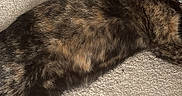 Kitty is registered to the contest to win money with this photo: cat, tortoiseshell_cat, pet, feline, carpet, indoor, animal, lying_down, alert, green_eyes, fur, whiskers, tail, relaxed, domestic_cat, cute, mammal, resting, collar, side_view