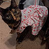cat, tortoiseshell_cat, pet, dress, clothing, hearts_pattern, indoor, carpet, scratch_pad, curious, looking, animal, feline, cute, adorable, collar, household, curtain, floor, domestic