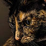 cat, tortoiseshell, close_up, fur, whiskers, eye, pet, animal, portrait, domestic_cat, feline, face, muzzle, collar, reflective_eye, detail, texture, indoor, dark_background, cute