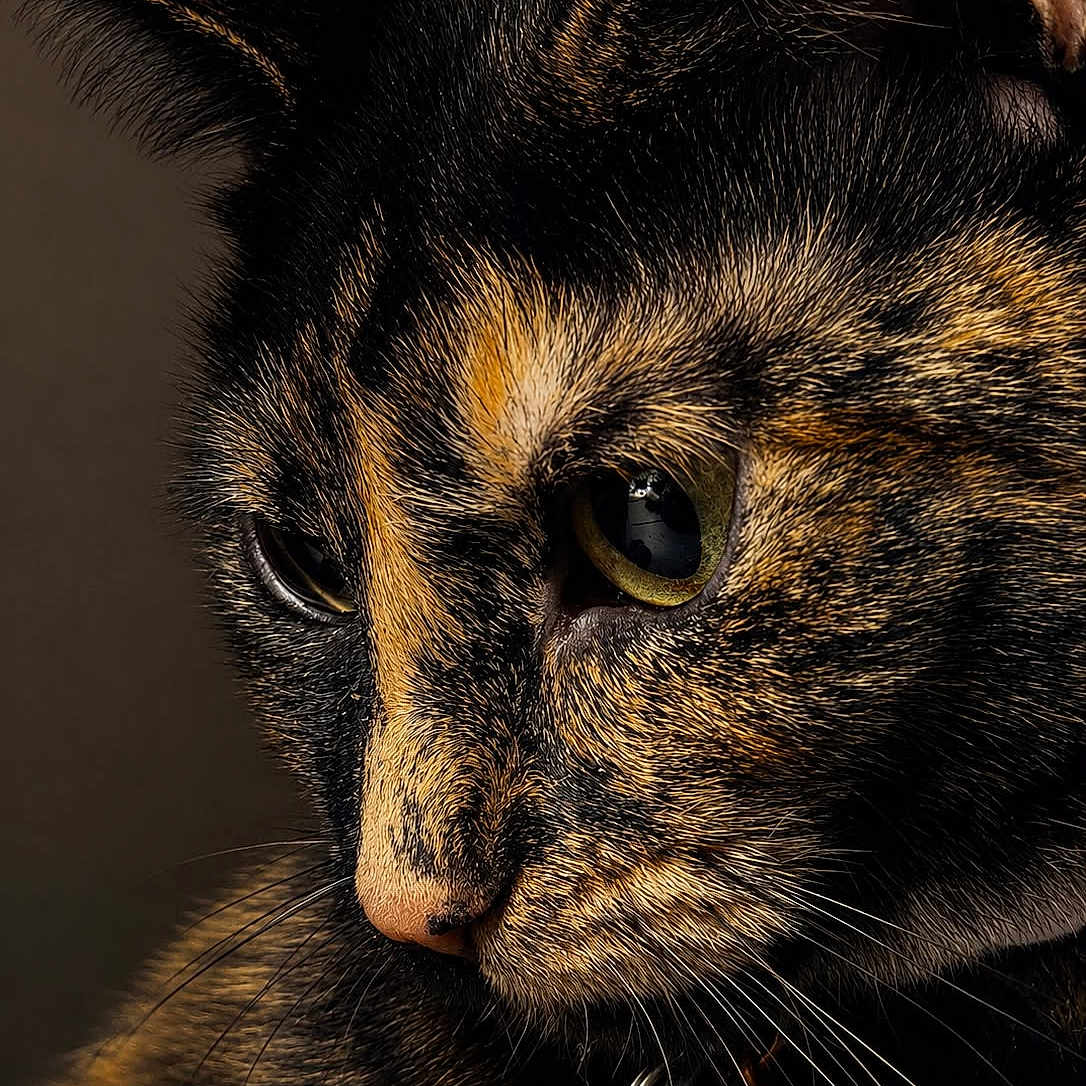 Kitty
