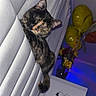 Kitty is registered to the contest to win money with this photo: cat, tortoiseshell, sleeping, white_padded_surface, balloons, yellow_balloons, flowers, vase, blue_light, indoor, furniture, cozy, pet, animal, resting, close_up, whiskers, ears, tail, soft_lighting