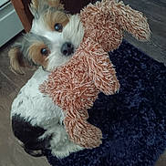 Ace Brandon Thomas joined the competition — help win amazing prizes! dog, toy, stuffed_animal, indoor, floor, carpet, pet, cute, fur, animal, brown, white, black, plush, playful, companion, small_dog, looking_up, ears, nose