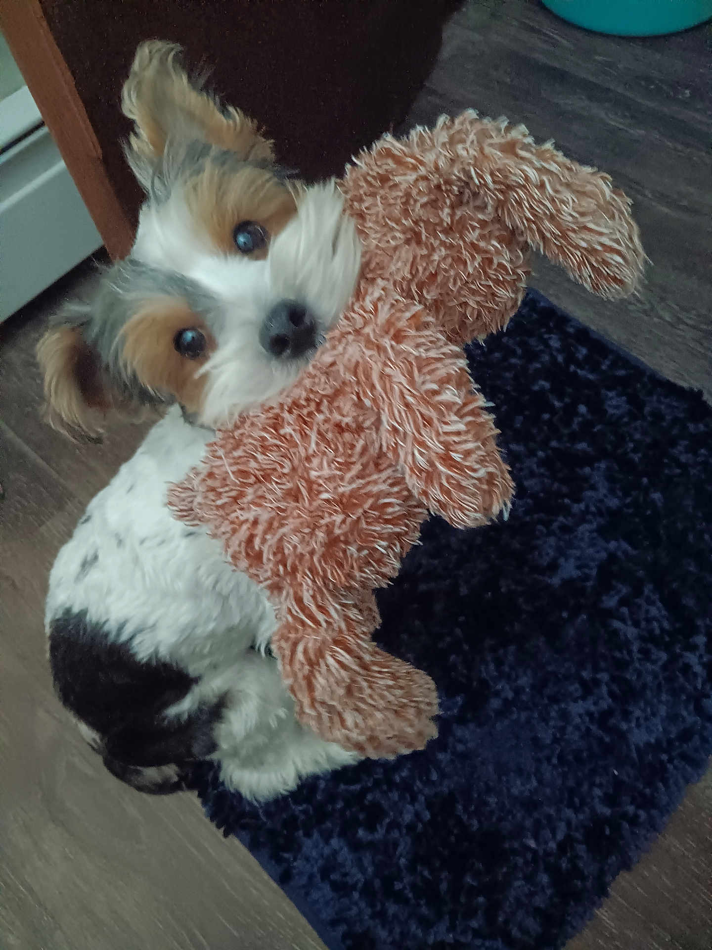 Ace Brandon Thomas joined the competition — help win amazing prizes! dog, toy, stuffed_animal, indoor, floor, carpet, pet, cute, fur, animal, brown, white, black, plush, playful, companion, small_dog, looking_up, ears, nose