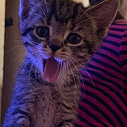 Zoey joined the competition — help win amazing prizes! animal, cat, closeup, cute, feline, front_view, fur, household, indoor, kitten, person, pet, playful, soft_blanket, striped_shirt, tabby, tongue_out, whiskers, young, young_cat