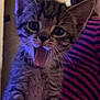 animal, cat, closeup, cute, feline, front_view, fur, household, indoor, kitten, person, pet, playful, soft_blanket, striped_shirt, tabby, tongue_out, whiskers, young, young_cat