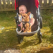 Rivver is registered to the contest to win money with this photo: baby, child, dog, stroller, outdoor, grass, fence, pet, harness, sunlight, infant, wheel, play, animal, young_child, summer, nature, cute, leisure, portrait