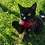 Zig is registered to the contest to win money with this photo: black_cat, cat, pet, outdoor, grass, greenery, playful, animal, feline, harness, sunlight, whiskers, paw, nature, cute, alert, closeup, young_cat, daylight, curious
