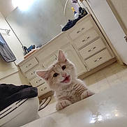 Zig is registered to the contest to win money with this photo: kitten, cat, bathroom, bathtub, mirror, towel, cabinet, floor, light, toiletries, door, reflection, white, cream, feline, pet, curious, playful, domestic, indoor