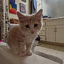 Zig joined the competition — help win amazing prizes! kitten, cat, bathroom, bathtub, towel, wall_art, painting, indoor, curious, fluffy, pet, animal, floor_rug, cabinet, mirror, light_fixture, curtain, tile_floor, furniture, home