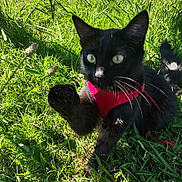 Sebastian joined the competition — help win amazing prizes! black_cat, cat, pet, outdoor, grass, greenery, playful, animal, feline, harness, sunlight, whiskers, paw, nature, cute, alert, closeup, young_cat, daylight, curious
