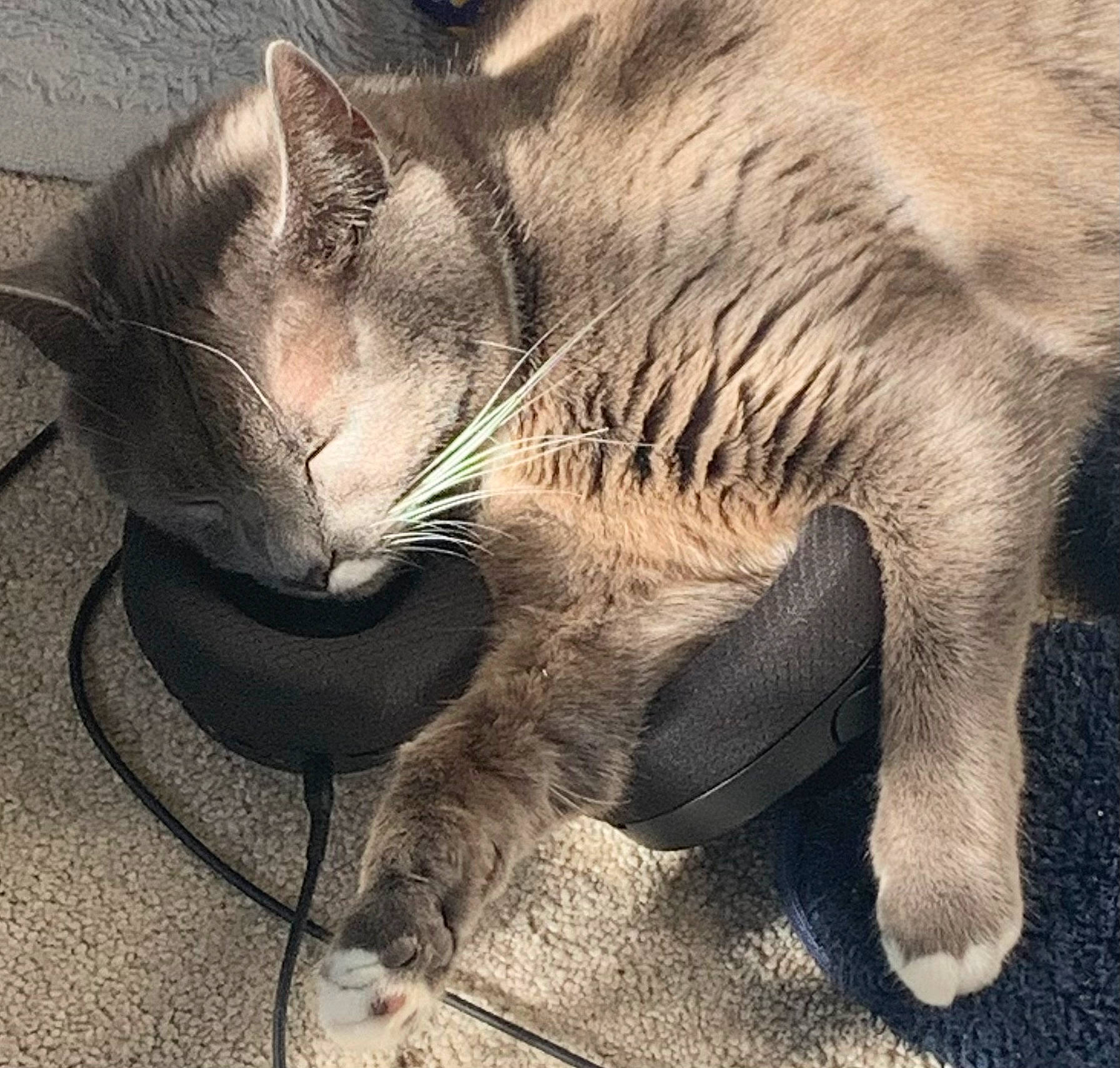 Harper is registered to the contest to win money with this photo: big_cats, carnivore, cat, claw, comfort, domestic_short_haired_cat, eye, fang, felidae, foot, fur, nap, paw, plant, small_to_medium_sized_cats, snout, tail, terrestrial_animal, whiskers, wildlife