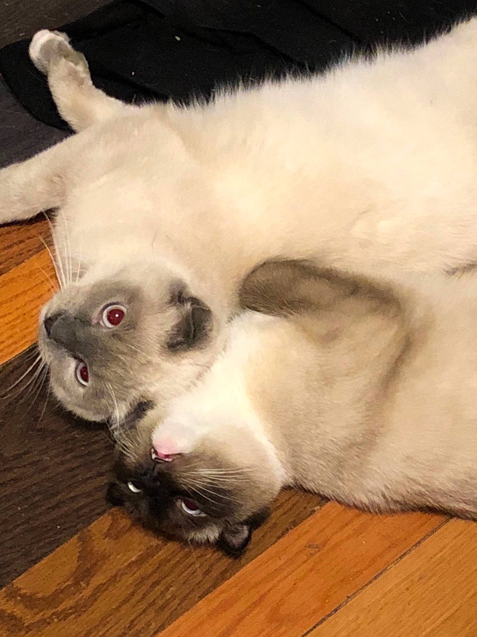 Ceaser is registered to the contest to win money with this photo: balinese, carnivore, cat, claw, fawn, felidae, fur, nose, paw, ragdoll, small_to_medium_sized_cats, snout, tail, whiskers