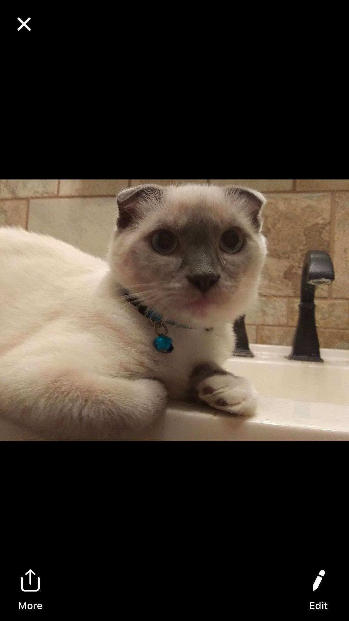 Ceaser is registered to the contest to win money with this photo: birman, carnivore, cat, eye, felidae, fur, himalayan, kitten, mammal, nose, photo_caption, photography, ragdoll, scottish_fold, siamese, small_to_medium_sized_cats, snout, thai, tonkinese, whiskers