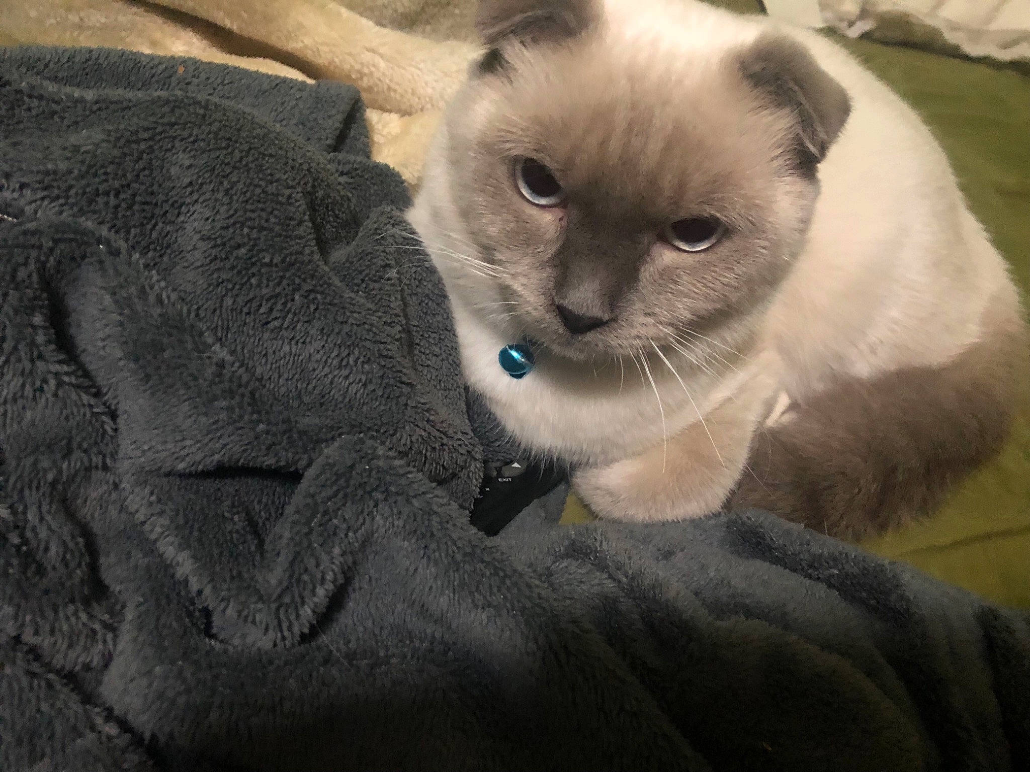 Ceaser joined the competition — help win amazing prizes! asian, balinese, birman, burmese, burmilla, carnivore, cat, colorpoint_shorthair, felidae, javanese, mammal, ojos_azules, ragdoll, siamese, small_to_medium_sized_cats, snout, thai, tonkinese, vertebrate, whiskers