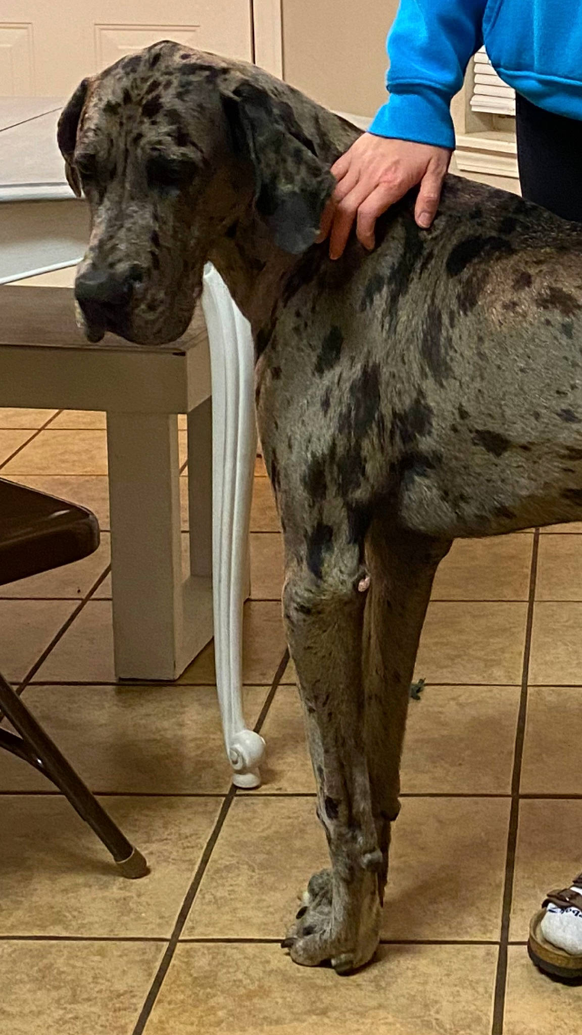 Kya is registered to the contest to win money with this photo: art, blue, canidae, carnivore, collar, dog, dog_breed, dog_collar, fawn, giant_dog_breed, guard_dog, liver, military_camouflage, non_sporting_group, sculpture, snout, sporting_group, terrestrial_animal, working_animal, working_dog