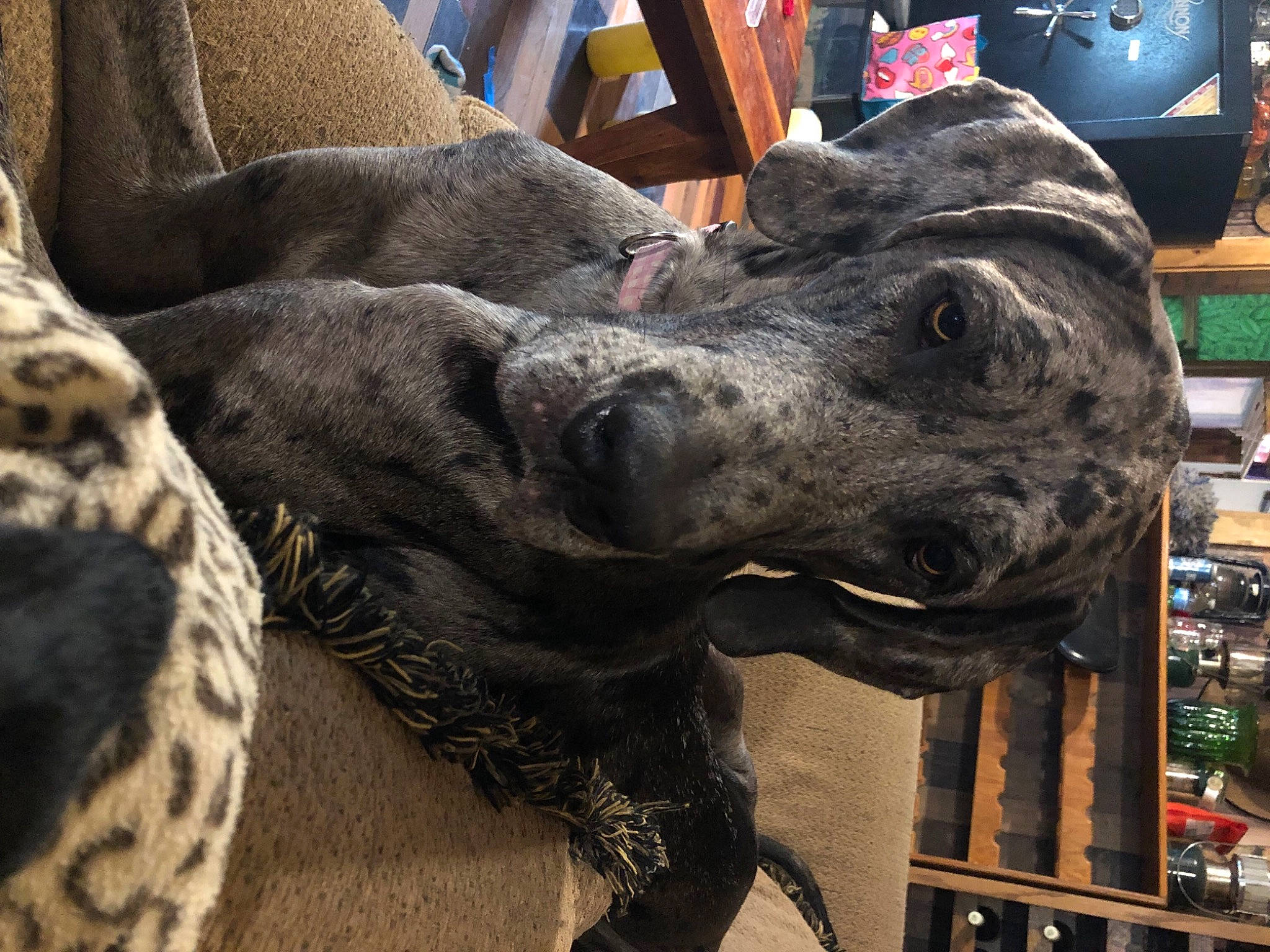 Kya is registered to the contest to win money with this photo: art, automotive_tire, canidae, carnivore, companion_dog, dog, dog_breed, fur, guard_dog, metal, military_camouflage, non_sporting_group, sculpture, snout, sporting_group, statue, terrestrial_animal, tire, working_animal