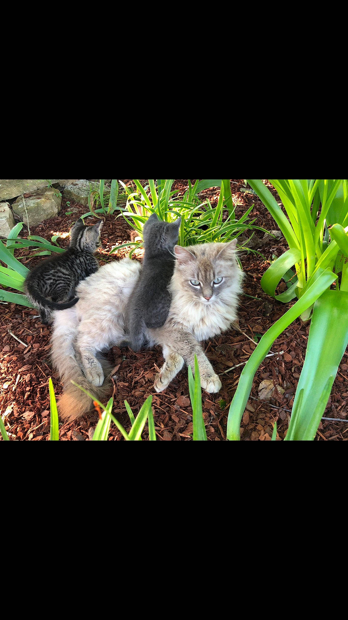 Pickles joined the competition — help win amazing prizes! adaptation, carnivore, cat, felidae, grass, grass_family, photo_caption, plant, small_to_medium_sized_cats, soil, tail