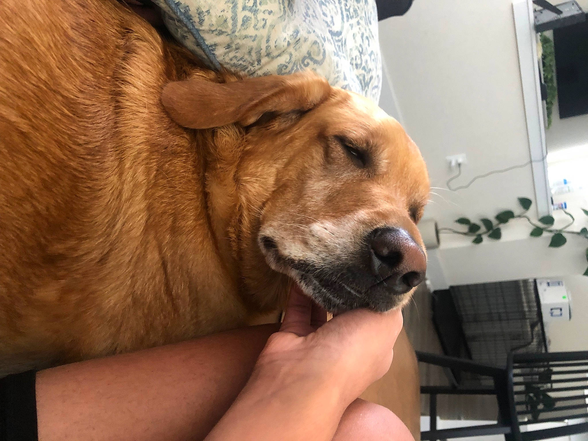 Luna is registered to the contest to win money with this photo: canidae, carnivore, collar, comfort, companion_dog, dog, dog_breed, ear, fawn, fur, gesture, guard_dog, houseplant, paw, plant, snout, sporting_group, whiskers, working_animal, wrinkle