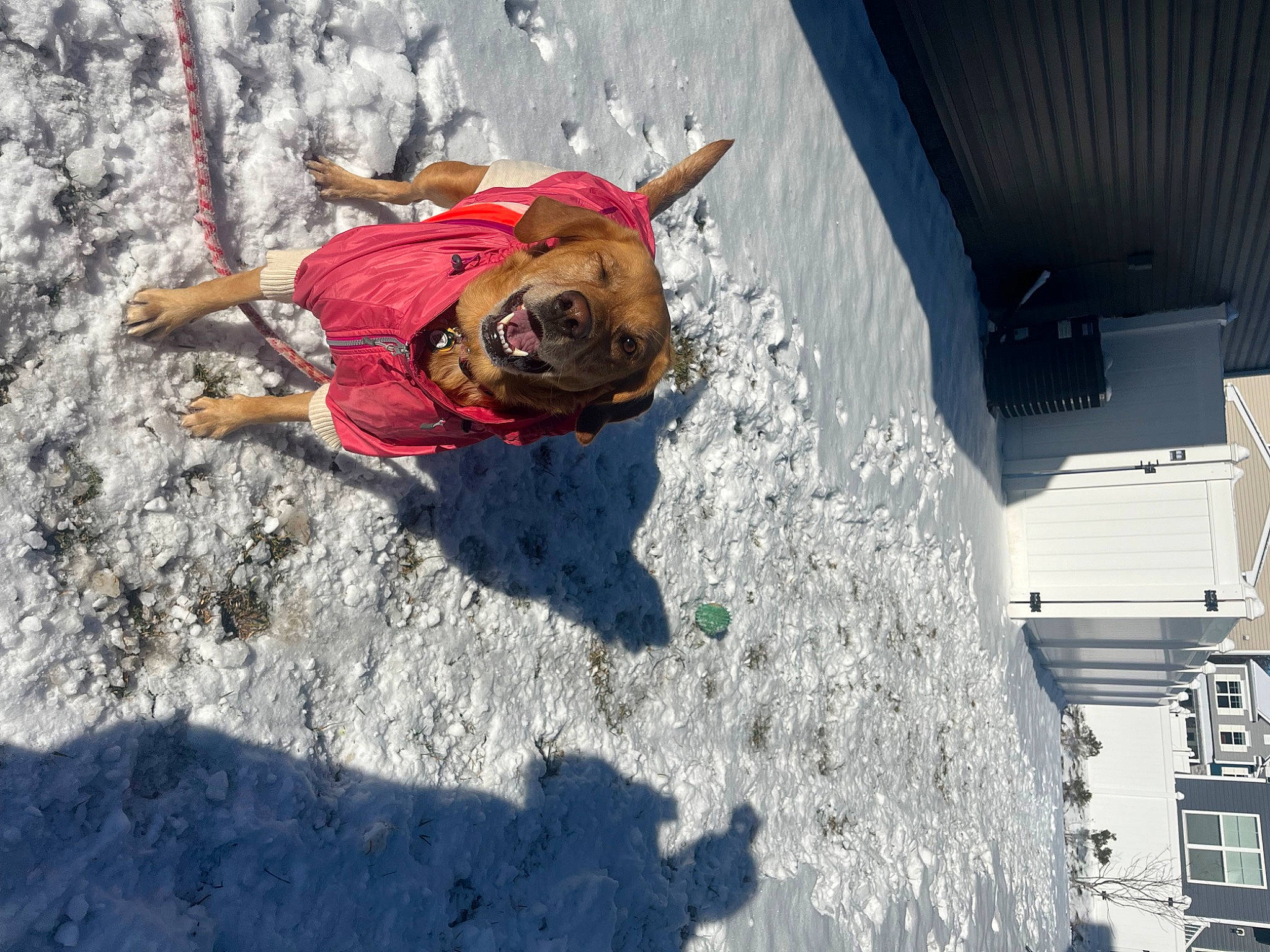 Luna joined the competition — help win amazing prizes! adventure, boot, climbing, climbing_harness, extreme_sport, freezing, fun, leisure, mountaineer, personal_protective_equipment, recreation, rock_climbing_equipment, slope, snow, soil, sport_climbing, sports, sunglasses, tree, winter