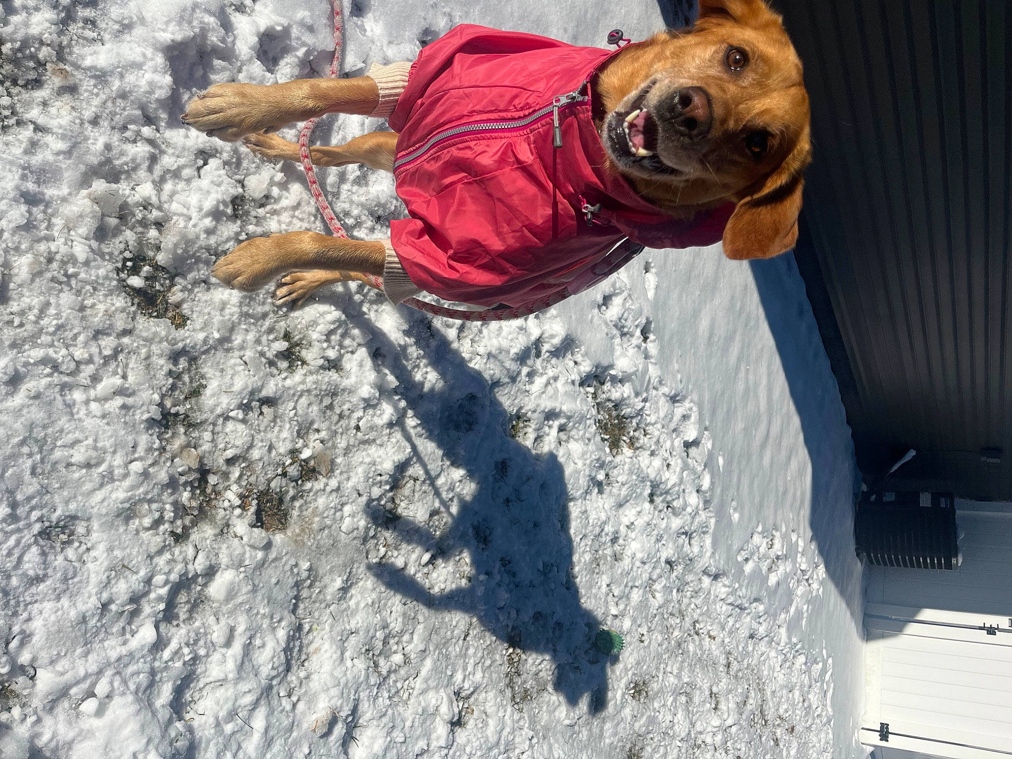 Luna joined the competition — help win amazing prizes! adventure, climbing_harness, concrete, dog, freezing, fun, hat, landscape, leisure, personal_protective_equipment, recreation, rock, rock_climbing_equipment, sand, shadow, soil, sport_climbing, vacation, winter