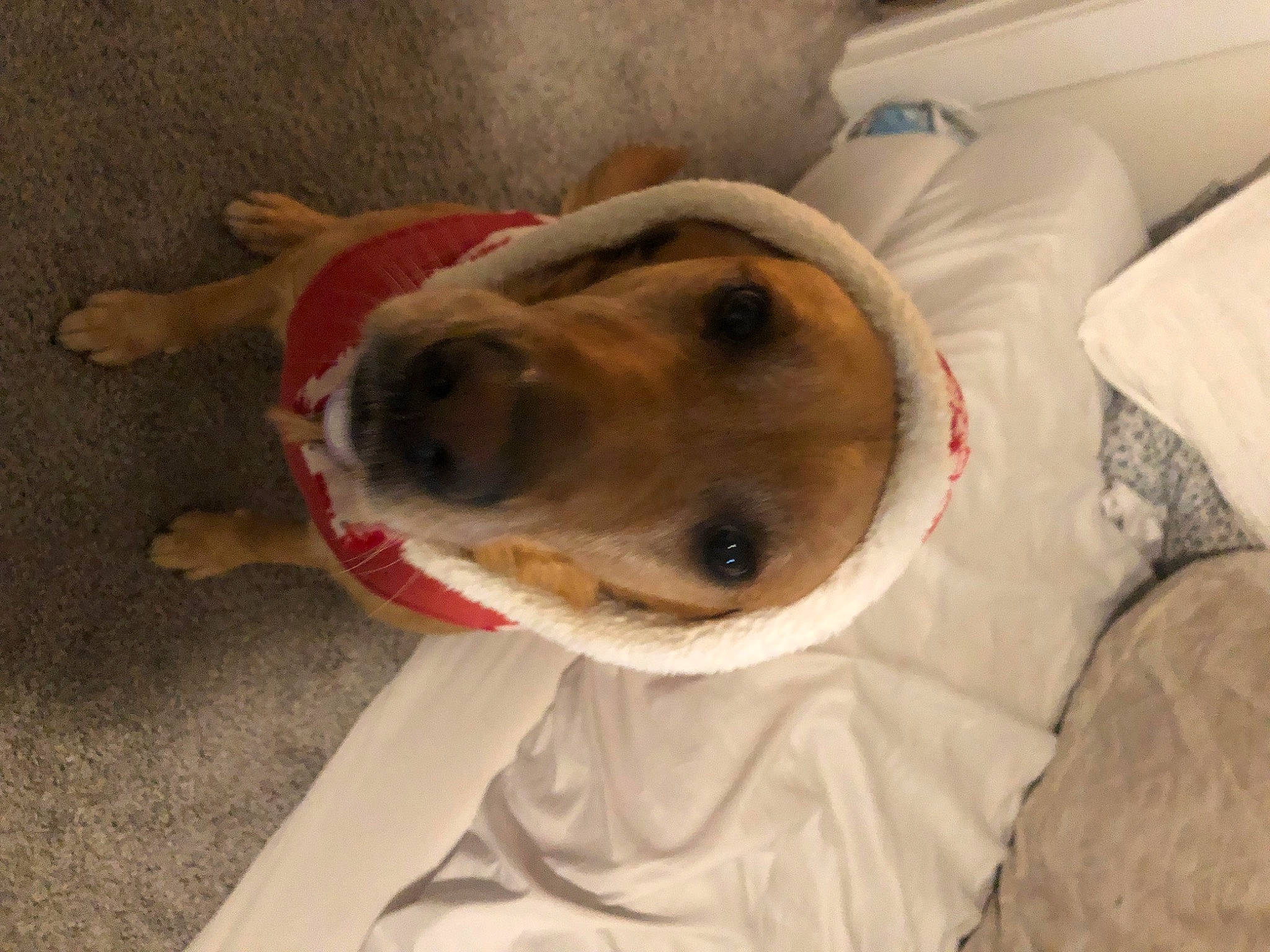 Luna. joined the competition — help win amazing prizes! canidae, carnivore, collar, comfort, companion_dog, dog, dog_breed, dog_collar, dog_supply, fur, linens, non_sporting_group, paw, pet_supply, smile, snout, sporting_group, whiskers, working_animal