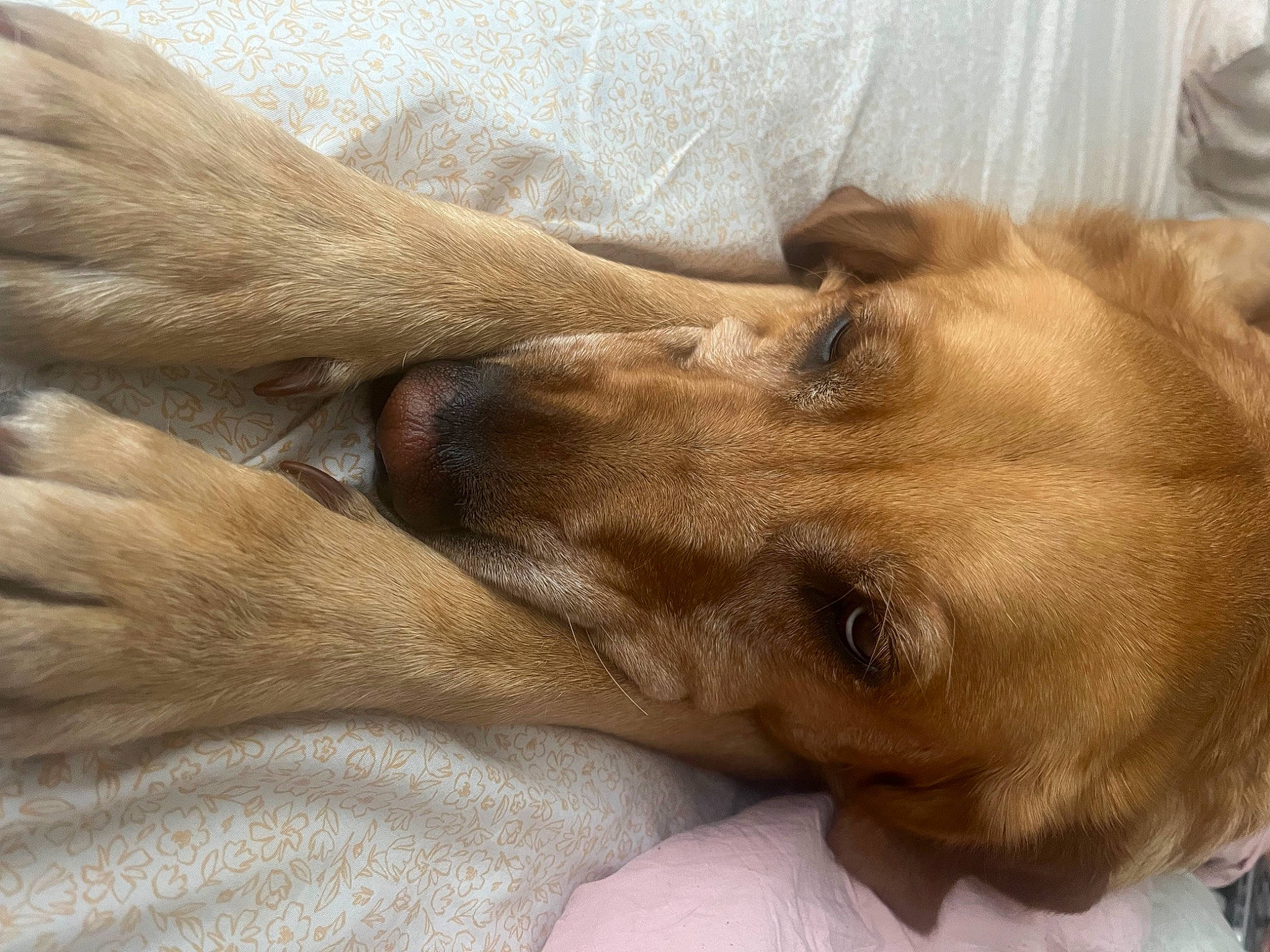 Luna. joined the competition — help win amazing prizes! canidae, carnivore, comfort, companion_dog, dog, dog_breed, ear, fawn, fur, gesture, liver, nap, paw, retriever, sleep, snout, sporting_group, terrestrial_animal, whiskers, working_animal