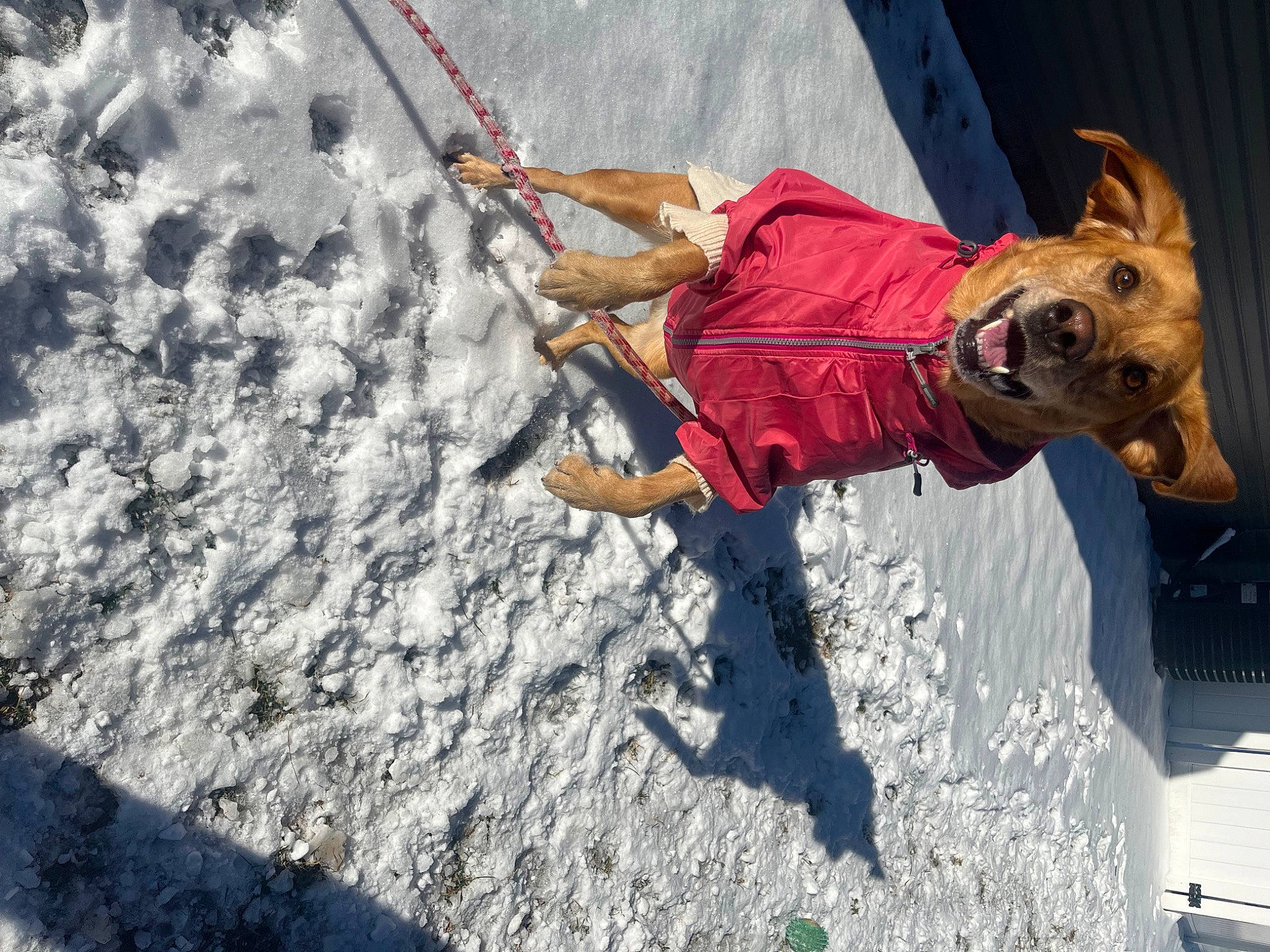 Luna. is registered to the contest to win money with this photo: adventure, carnivore, climbing, climbing_harness, collar, dog, dog_breed, dog_collar, dog_supply, fashion_accessory, fun, leash, leisure, mountaineer, outdoor_shoe, recreation, rock_climbing_equipment, rope, rope_rhythmic_gymnastics, working_animal