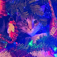 Freia is registered to the contest to win money with this photo: animal, cat, christmas, christmas_tree, closeup, curious, cute, decorations, festive, green, holiday, indoors, lights, ornaments, peeking, pine_needles, purple, red, tinsel, whiskers