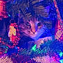 animal, cat, christmas, christmas_tree, closeup, curious, cute, decorations, festive, green, holiday, indoors, lights, ornaments, peeking, pine_needles, purple, red, tinsel, whiskers