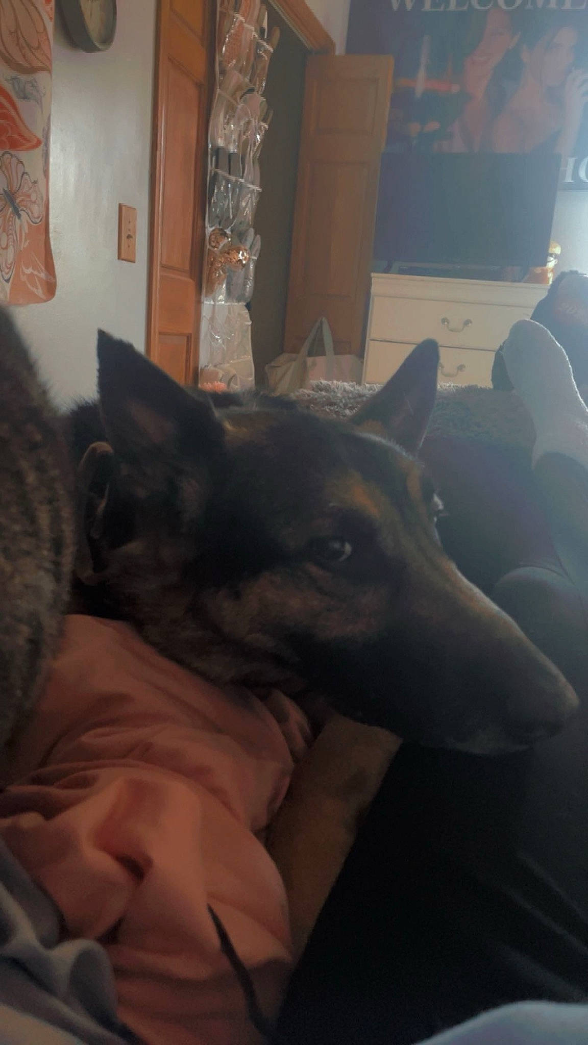 Kane is registered to the contest to win money with this photo: canidae, carnivore, cloud, comfort, companion_dog, dog, dog_breed, ear, east_european_shepherd, fawn, felidae, fur, german_shepherd_dog, grey, guard_dog, nap, picture_frame, snout, sporting_group, whiskers