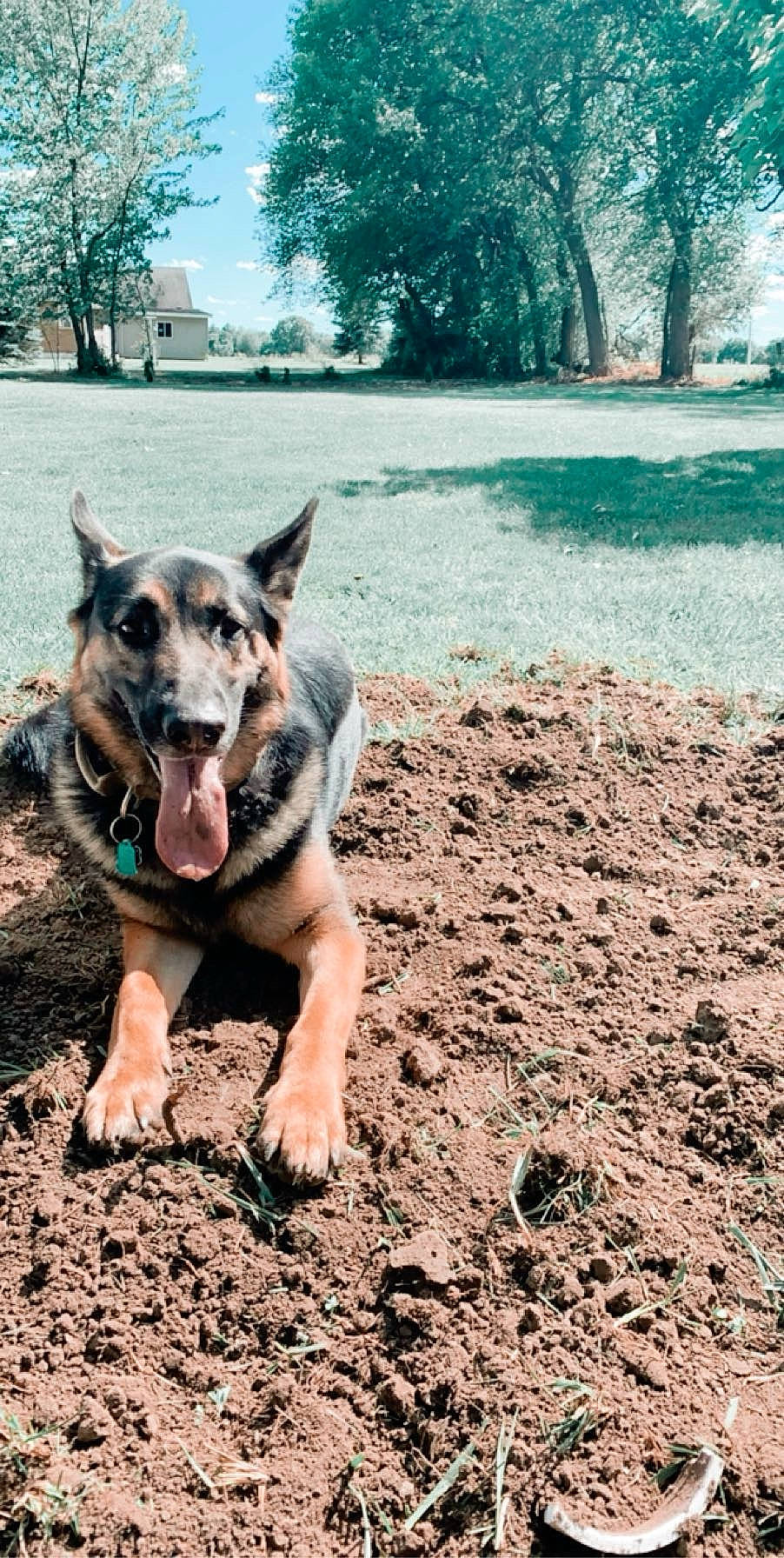 Kane is registered to the contest to win money with this photo: australian_cattle_dog, canidae, carnivore, companion_dog, dog, dog_breed, fawn, grass, happy, herding_dog, landscape, paw, plant, recreation, sky, snout, soil, sporting_group, tree, walking